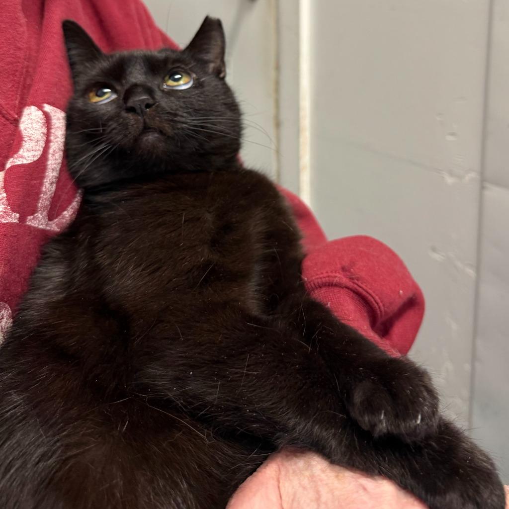 Enlarge Emily, a Adoptable mixed breed in Ewing, NJ image 5/5