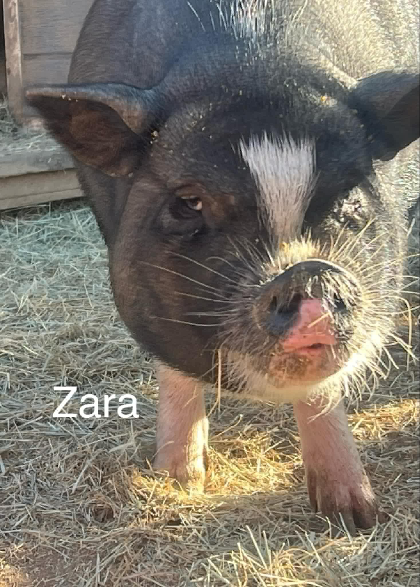Enlarge Zara, a Adoptable Vietnamese Pot Bellied in Ramona, CA image 1/1