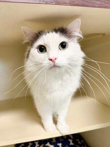 Enlarge Finn, an adoptable mixed breed in Covington, LA image 4/6