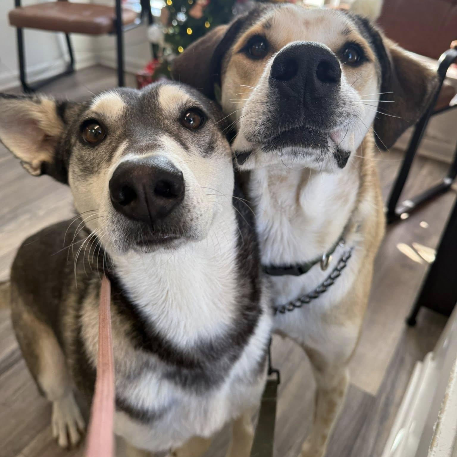 Oliver, a Adoptable Mixed Breed in Hopkinton, MA image 3/6