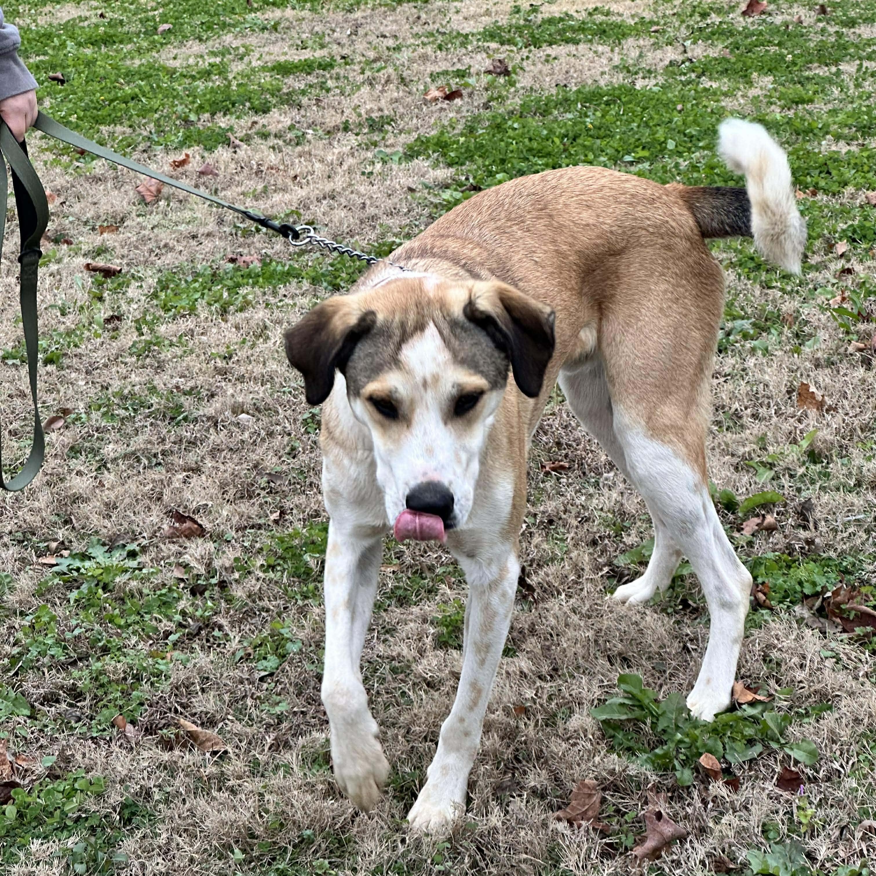 Oliver, a Adoptable Mixed Breed in Hopkinton, MA image 4/6
