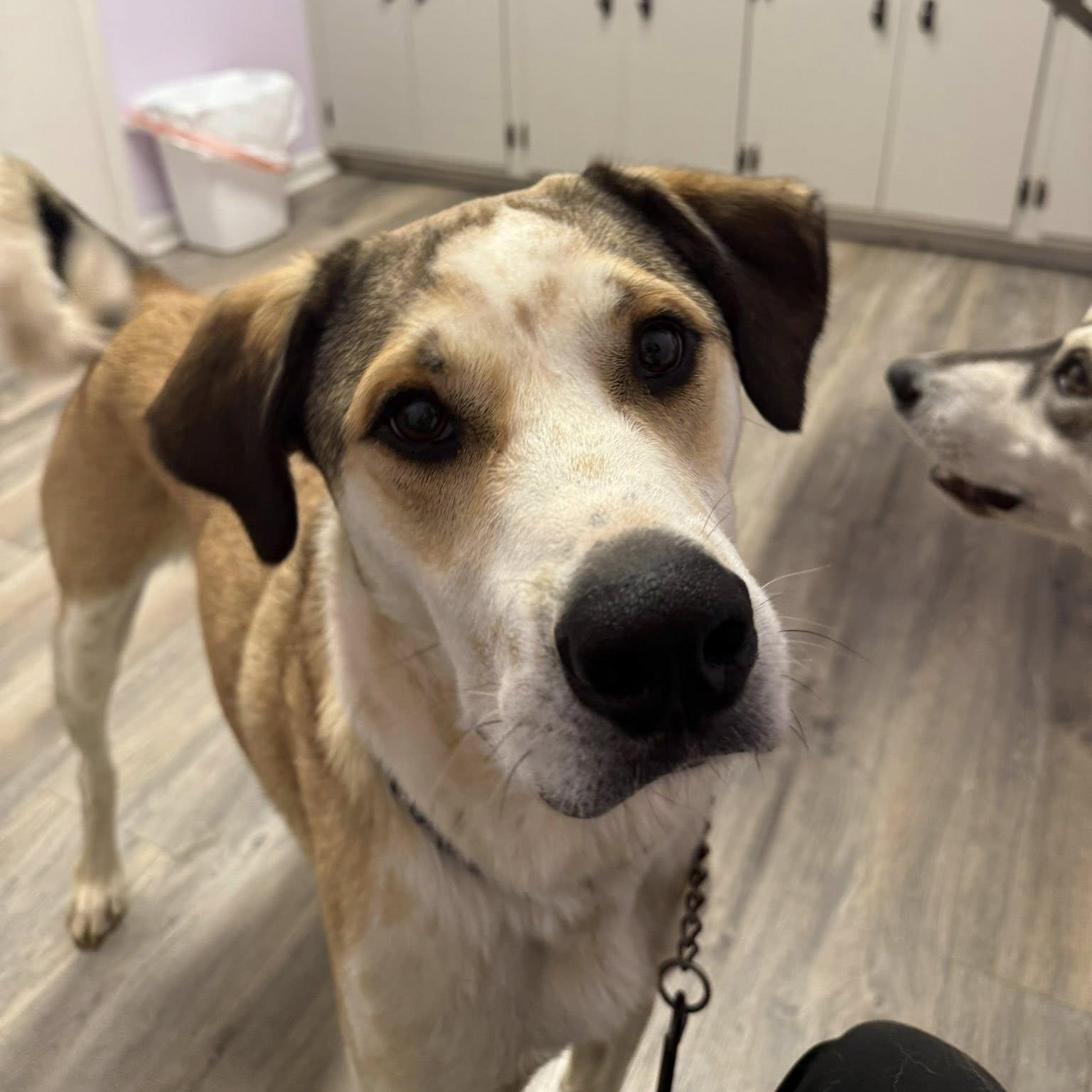 Oliver, a Adoptable Mixed Breed in Hopkinton, MA image 2/6