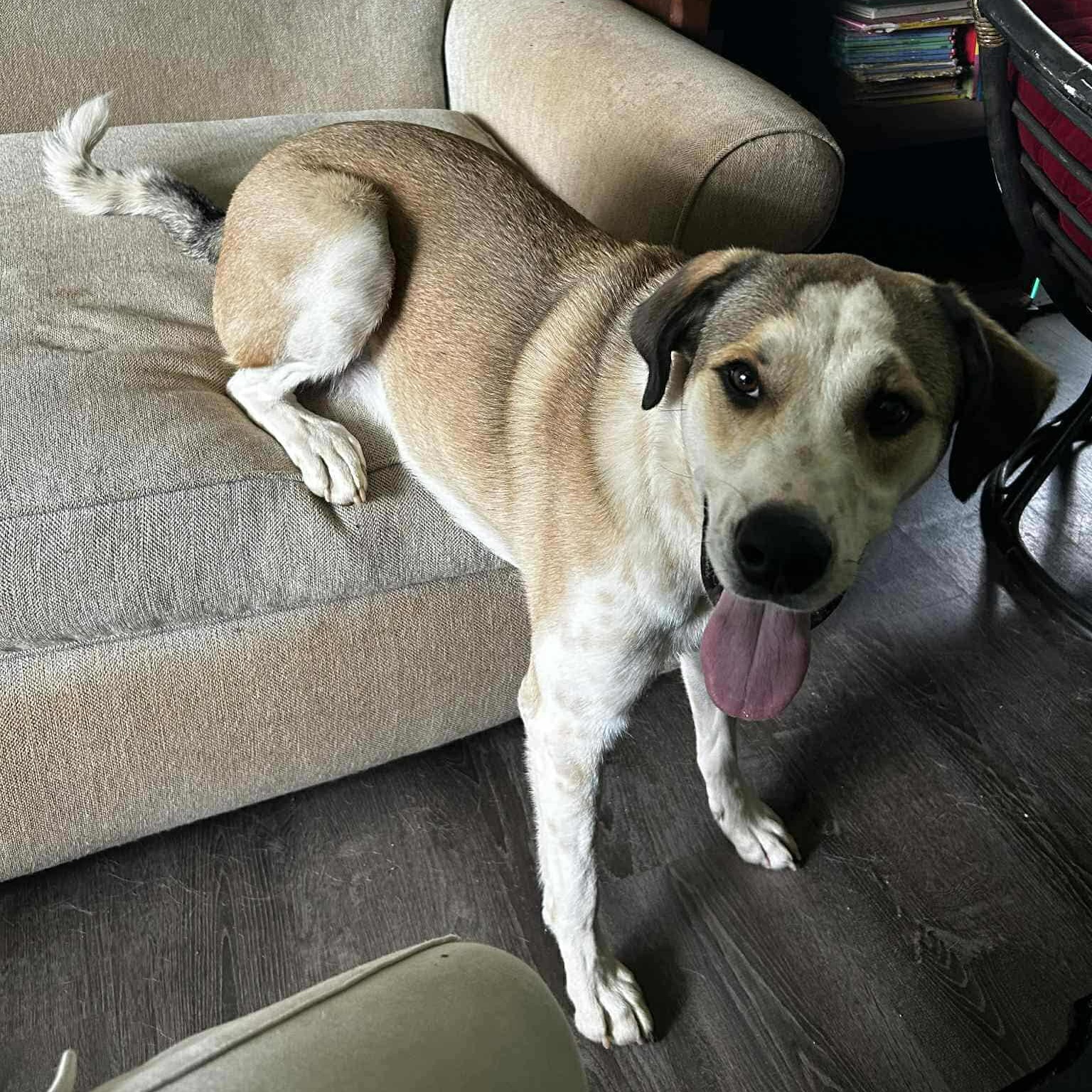 Oliver, a Adoptable Mixed Breed in Hopkinton, MA image 5/6