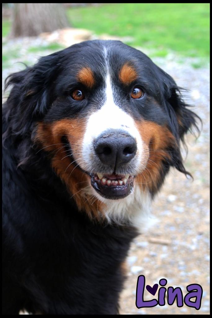 Enlarge Lina, an adopted Bernese Mountain Dog in Shippenville, PA image 2/6