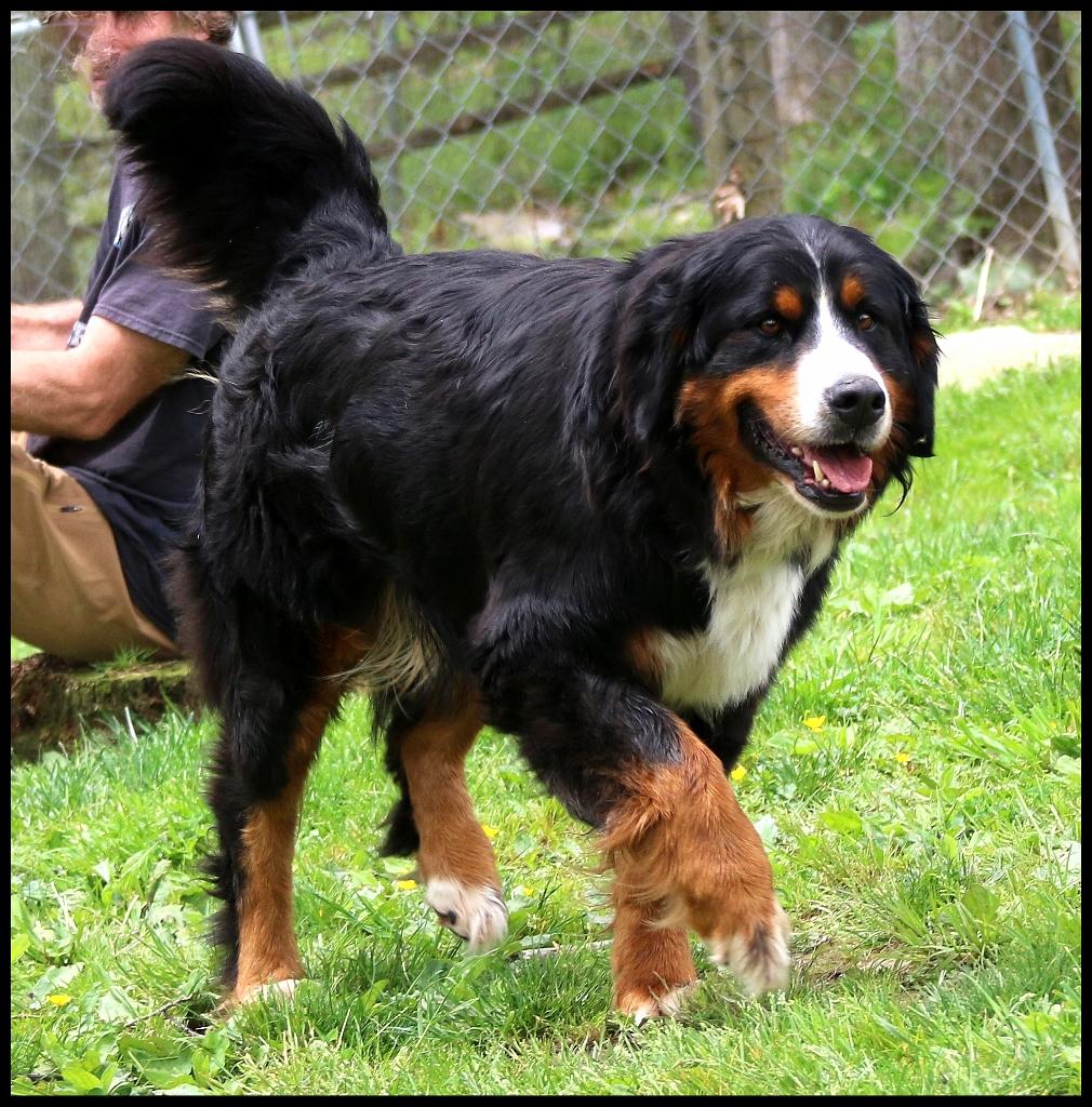 Enlarge Lina, an adopted Bernese Mountain Dog in Shippenville, PA image 4/6