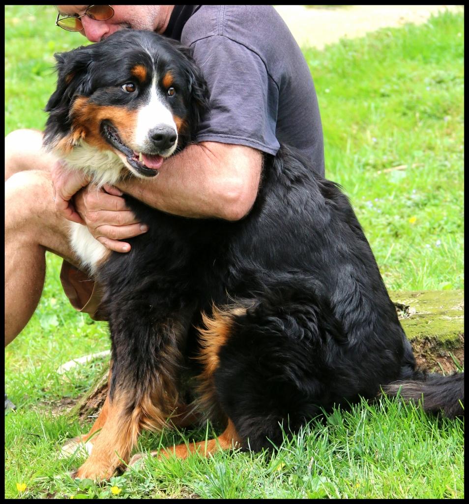 Enlarge Lina, an adopted Bernese Mountain Dog in Shippenville, PA image 5/6