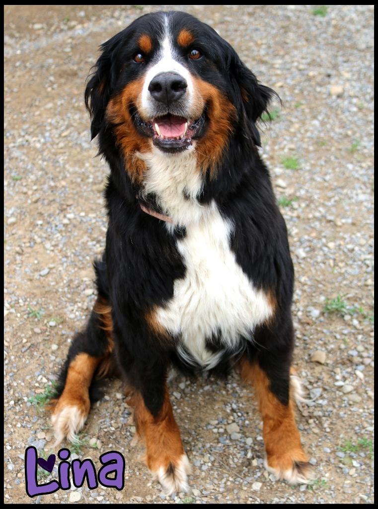 Enlarge Lina, an adopted Bernese Mountain Dog in Shippenville, PA image 1/6