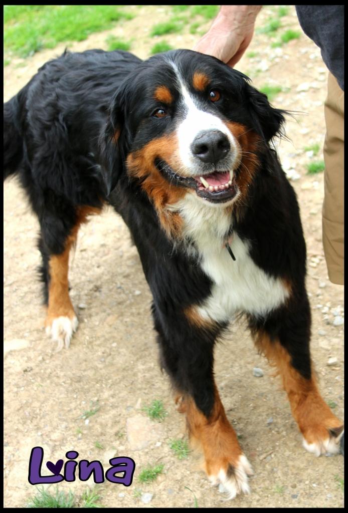 Enlarge Lina, an adopted Bernese Mountain Dog in Shippenville, PA image 3/6