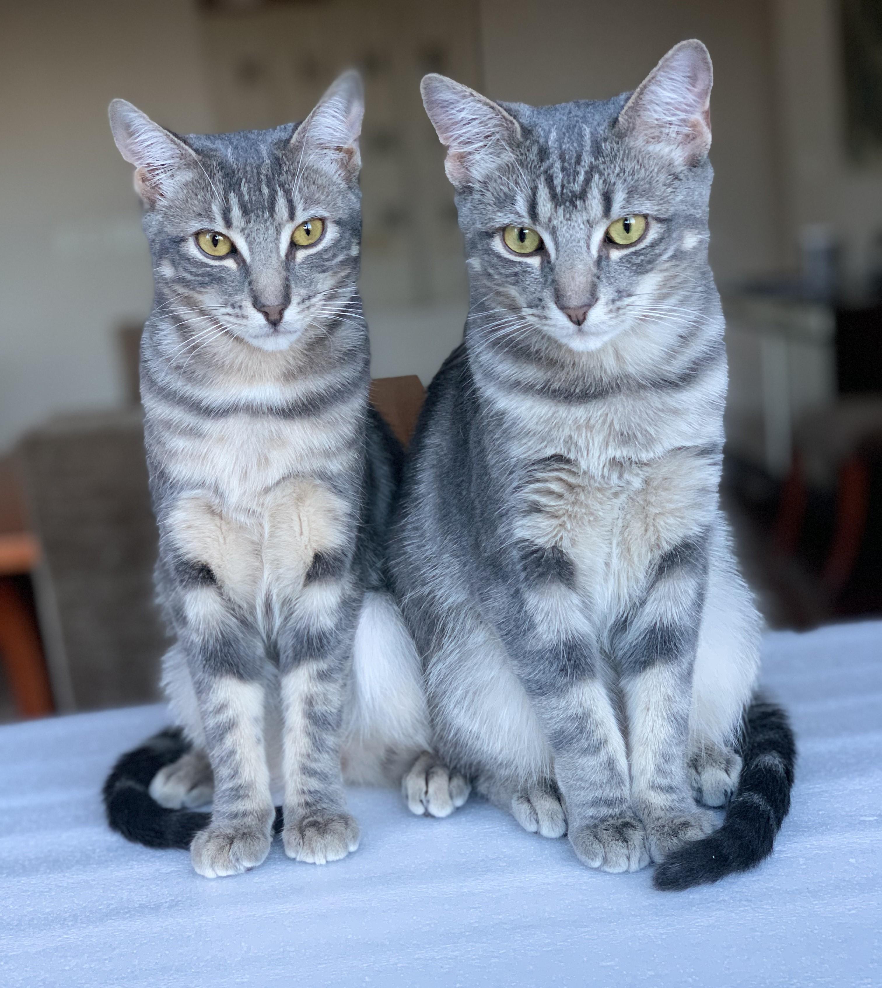 Coco and Gracie (BONDED PAIR), adopted, Young Female Domestic Medium Hair & Tabby.