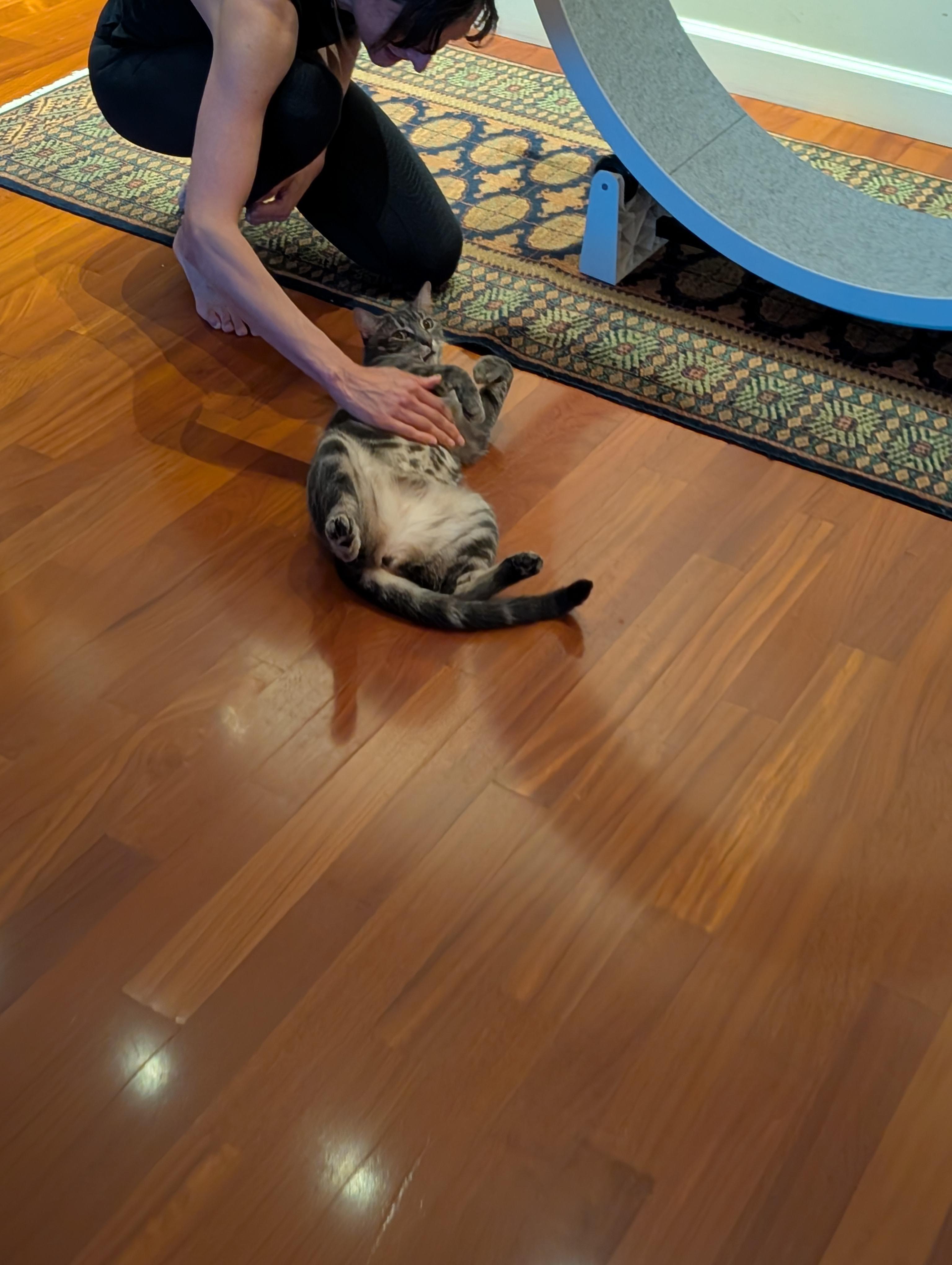 Enlarge Coco and Gracie (BONDED PAIR), an adopted mixed breed in New York, NY image 6/6