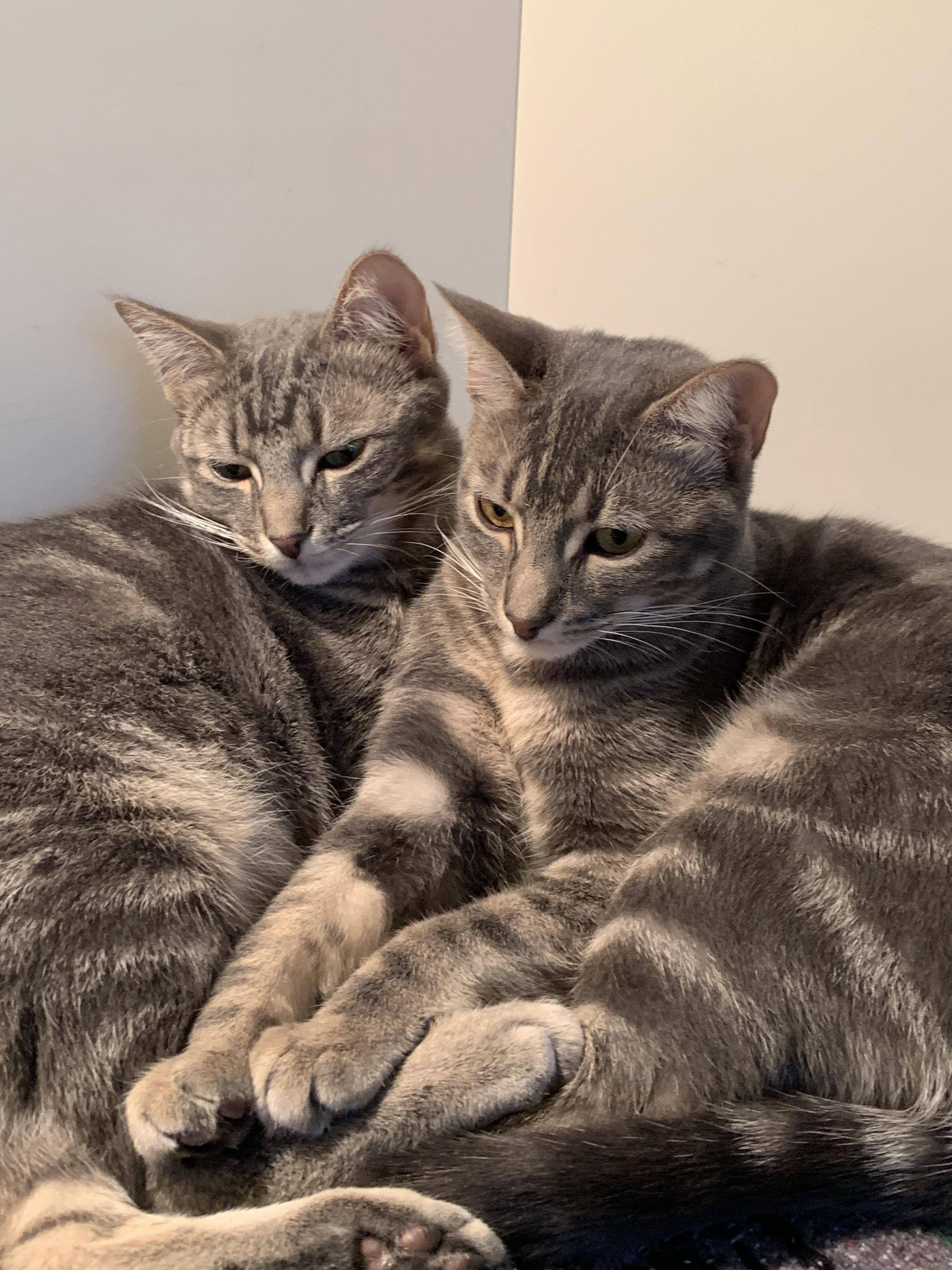 Enlarge Coco and Gracie (BONDED PAIR), an adopted mixed breed in New York, NY image 3/6