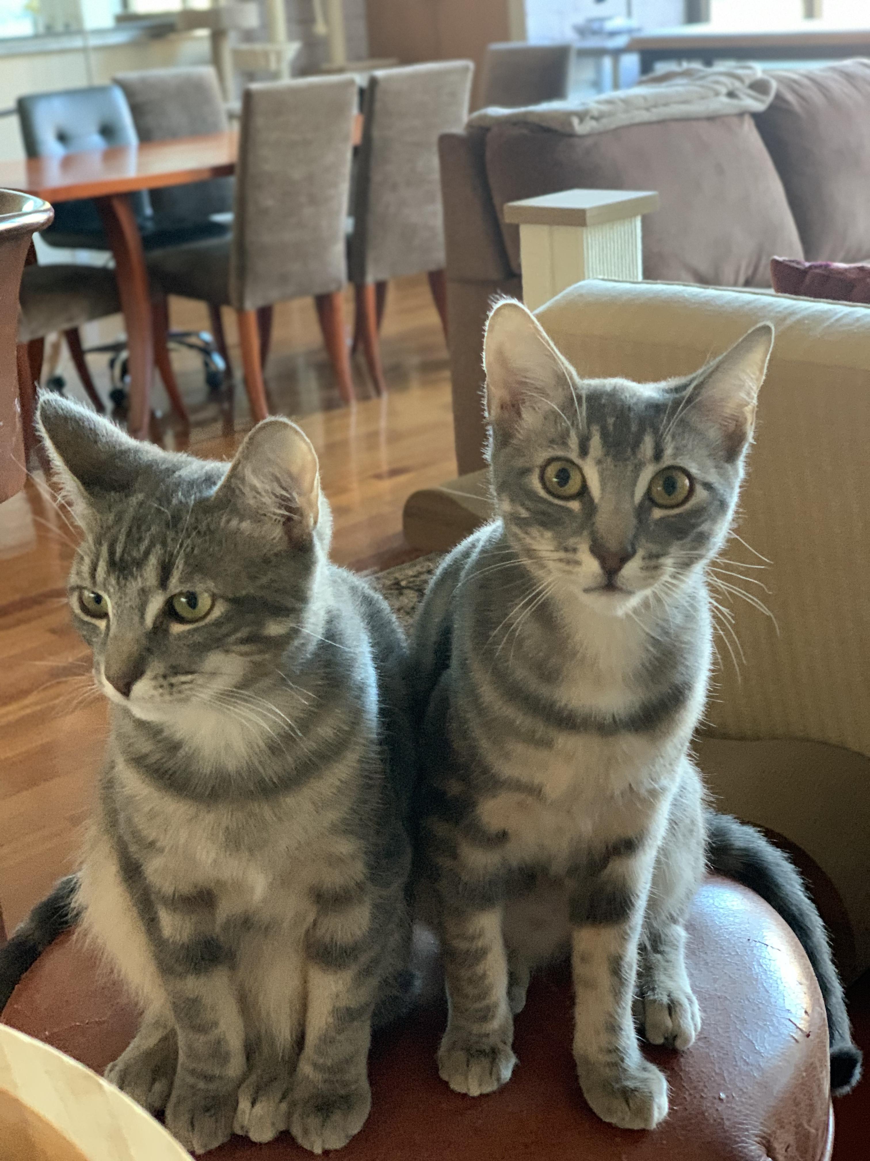 Enlarge Coco and Gracie (BONDED PAIR), an adopted mixed breed in New York, NY image 5/6