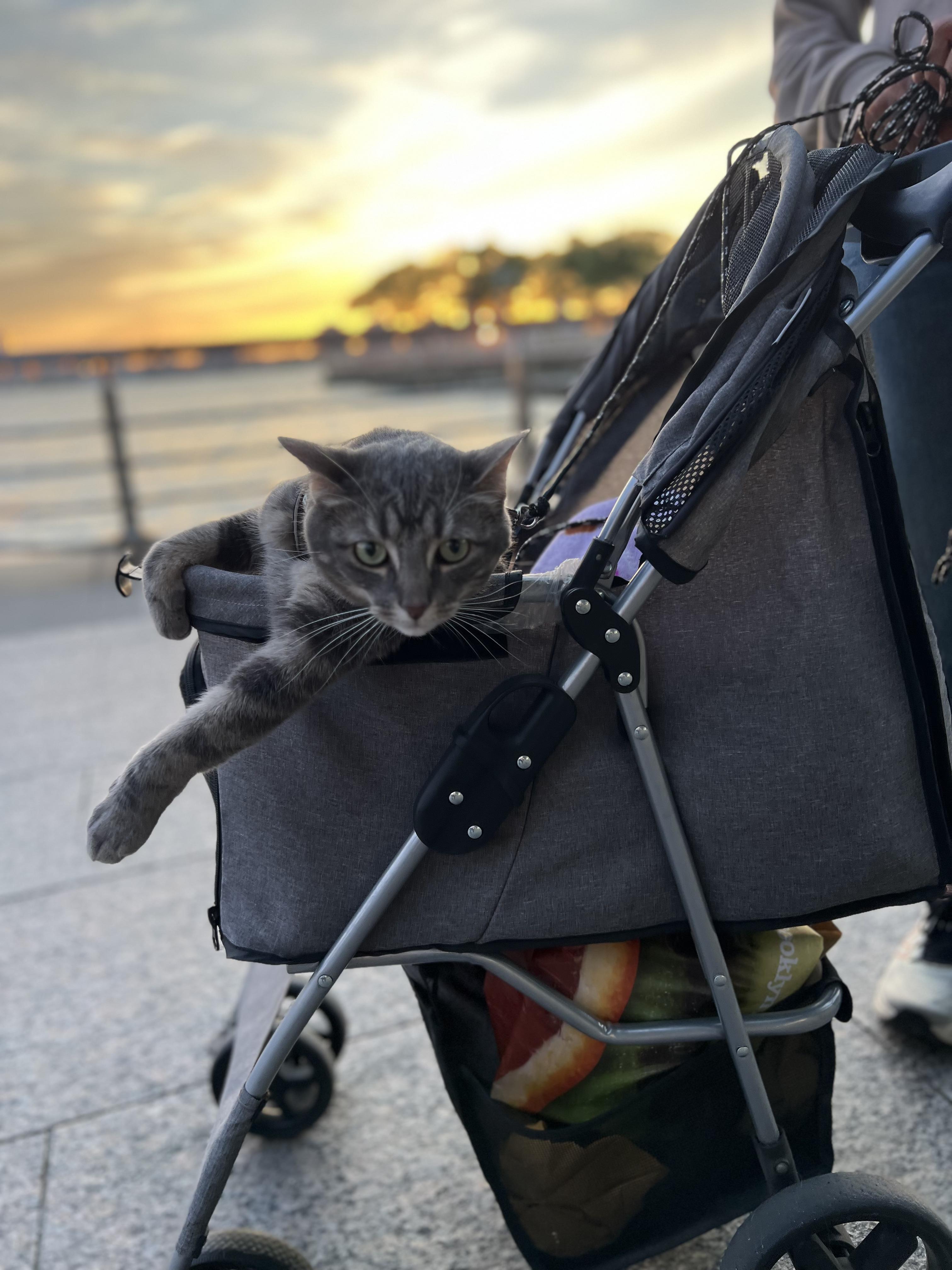 Enlarge Coco and Gracie (BONDED PAIR), an adopted mixed breed in New York, NY image 2/6