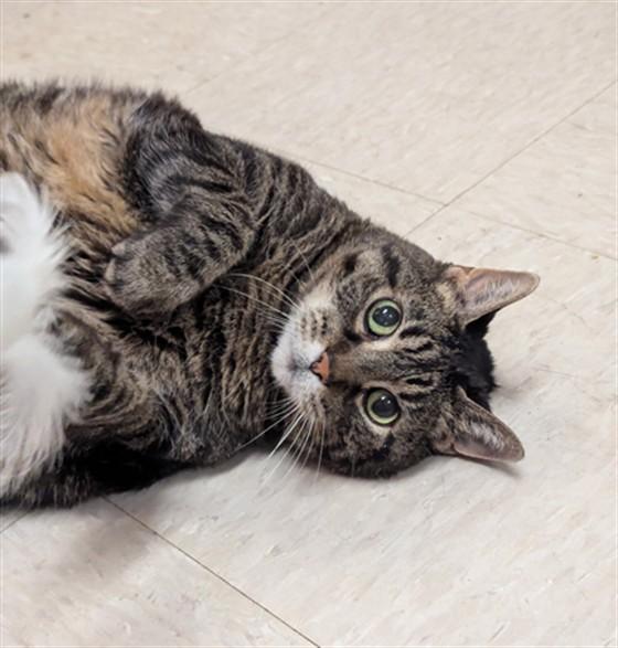 Enlarge KEVIN, a Adoptable Domestic Short Hair in Olivette, MO image 1/1