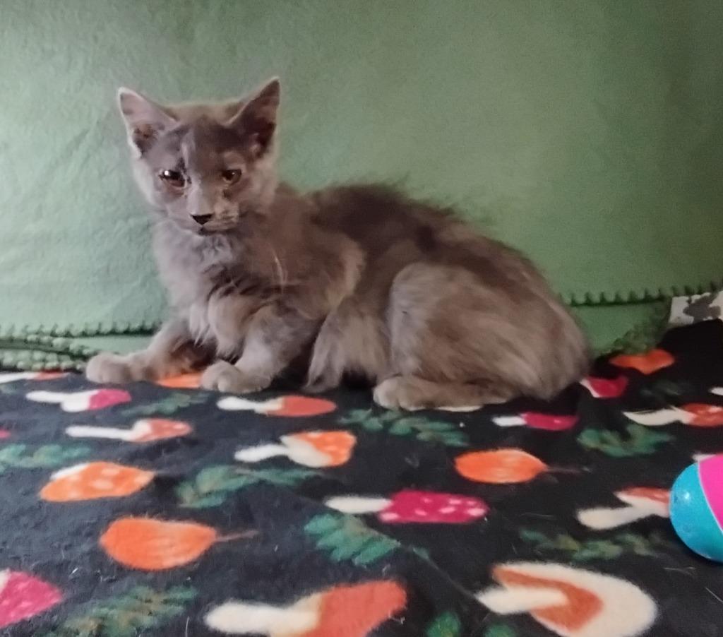 Booger, Adoptable, Kitten Female Domestic Short Hair.
