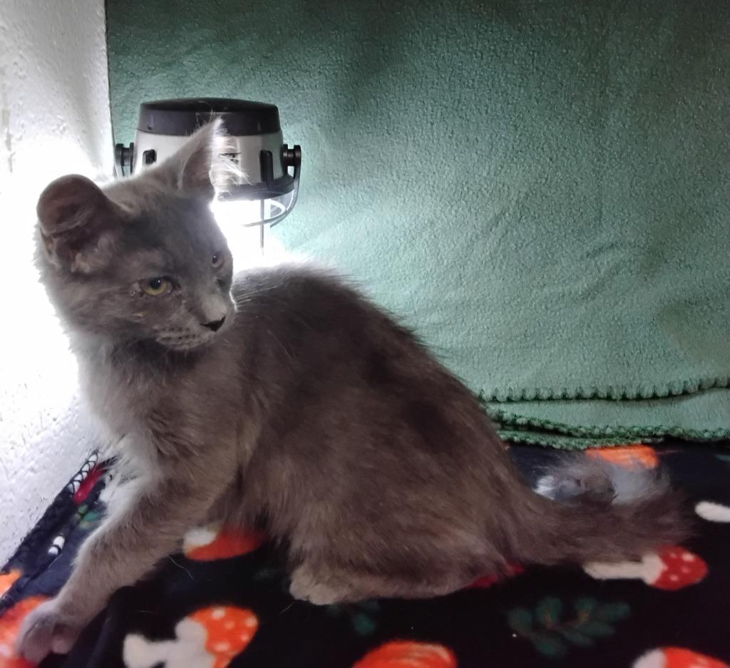 Enlarge Booger, a Adoptable mixed breed in Ada, OK image 2/2