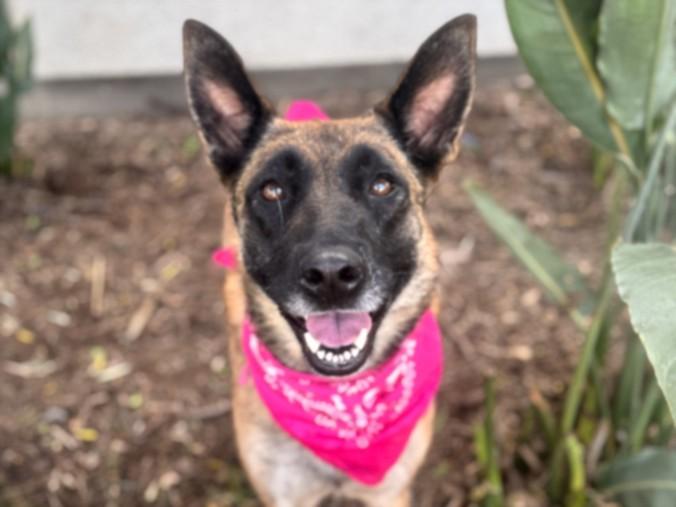 Enlarge ETHEL, a Adoptable Belgian Shepherd / Malinois in San Pedro, CA image 1/1