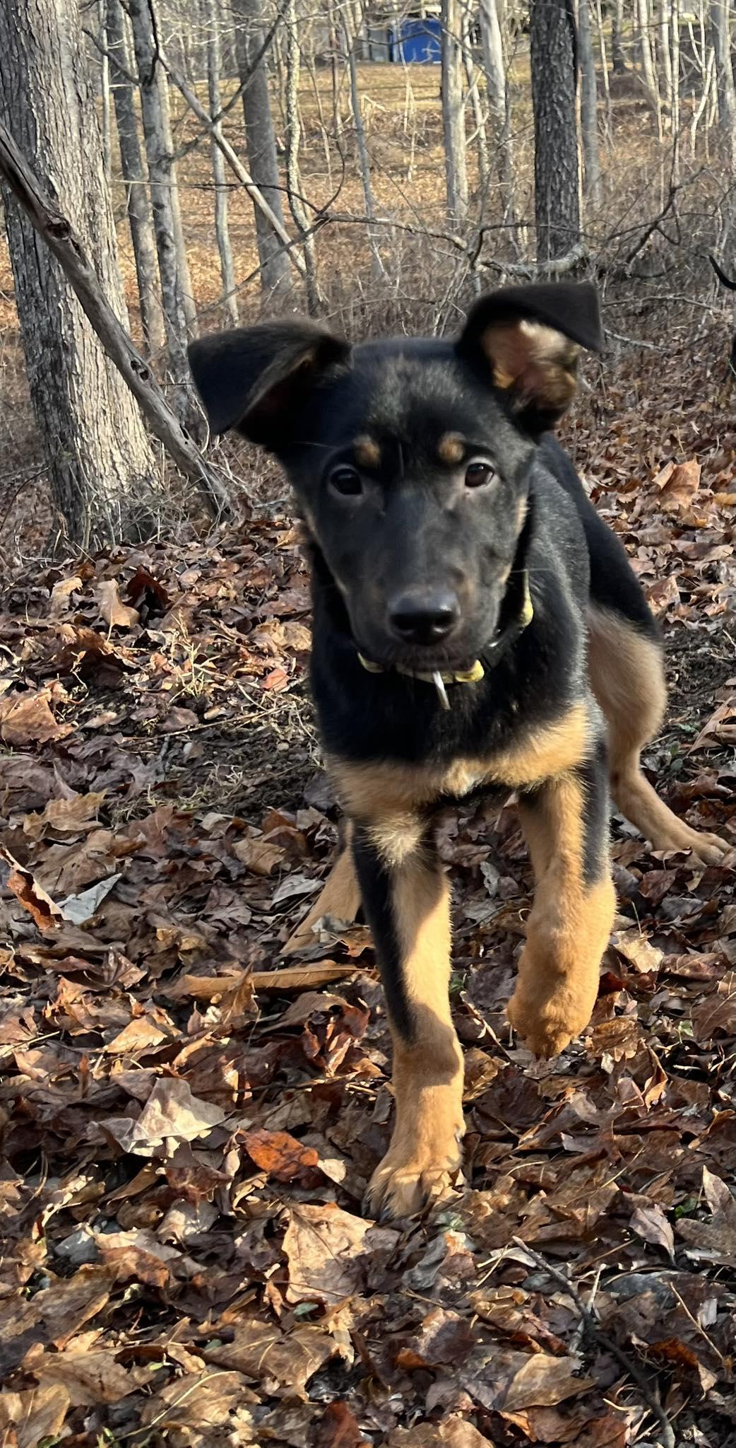 Millie (15wo, 22lbs), Adoptable, Young Female German Shepherd Dog.