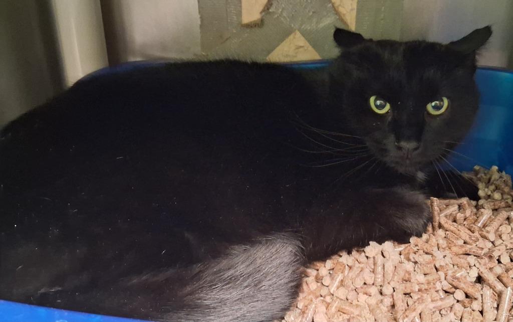 Siren, Adoptable, Young Male Domestic Medium Hair.