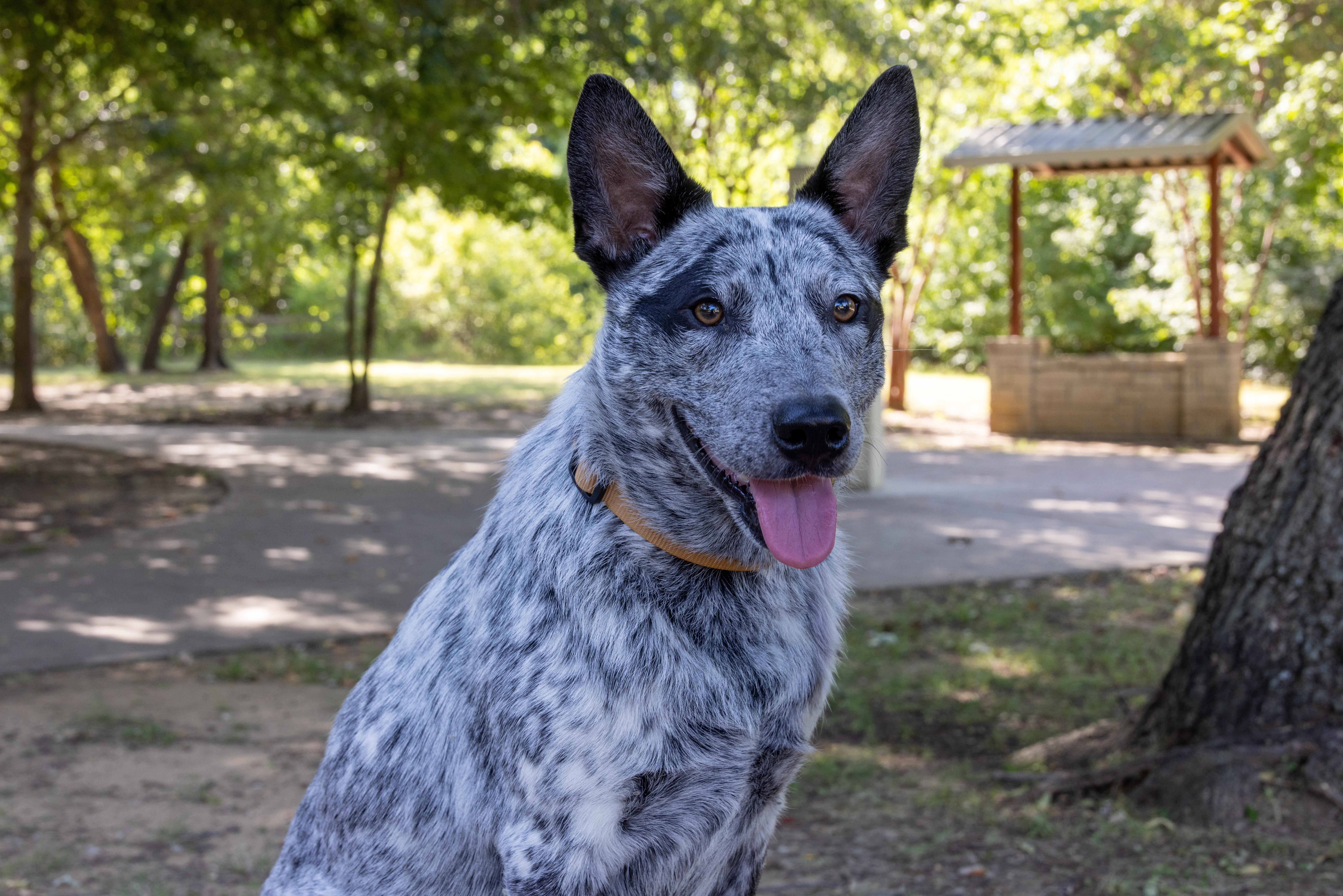 Mabel, a ADOPTABLE Australian Cattle Dog / Blue Heeler in Springtown , TX image 3/6