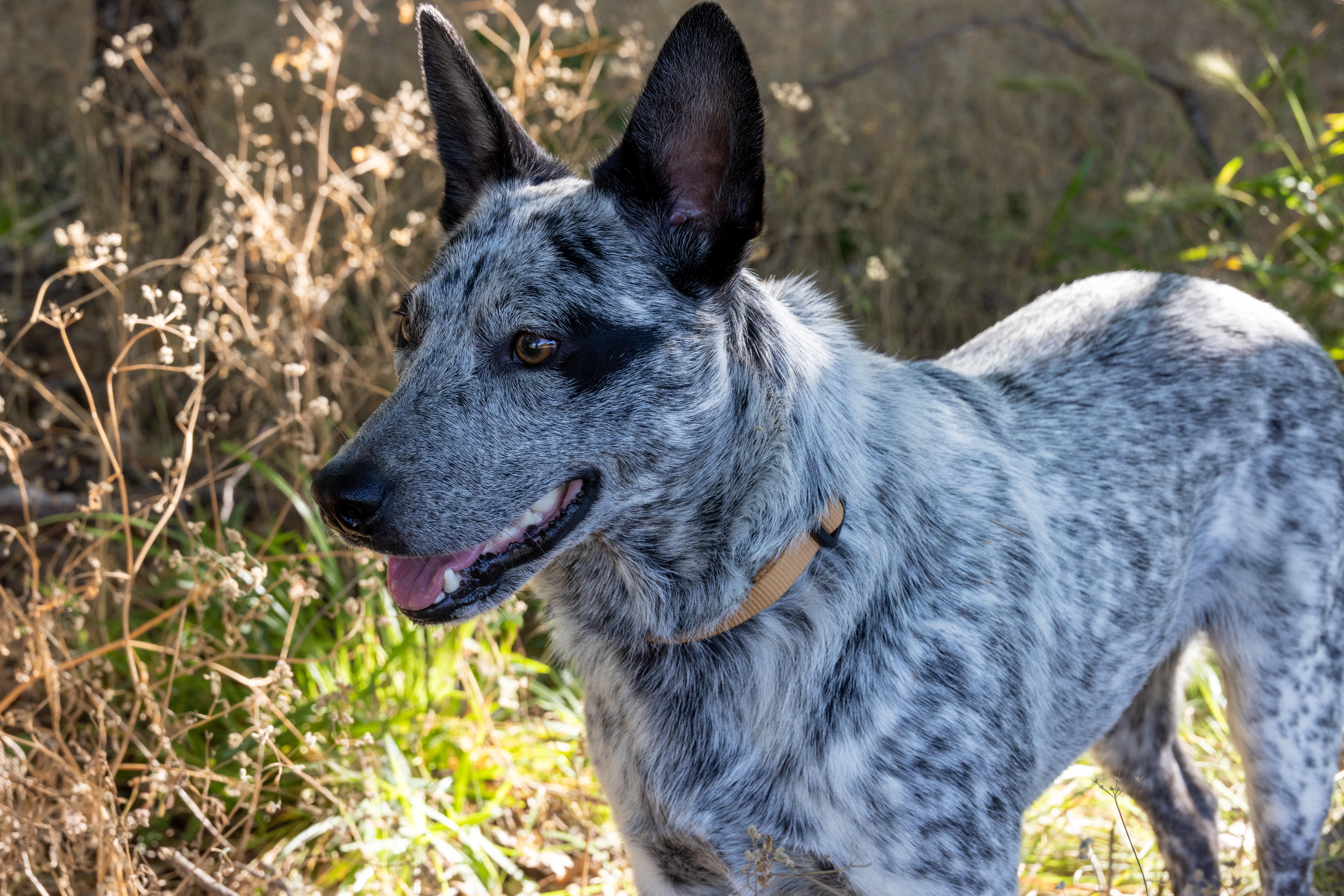 Mabel, a ADOPTABLE Australian Cattle Dog / Blue Heeler in Springtown , TX image 4/6
