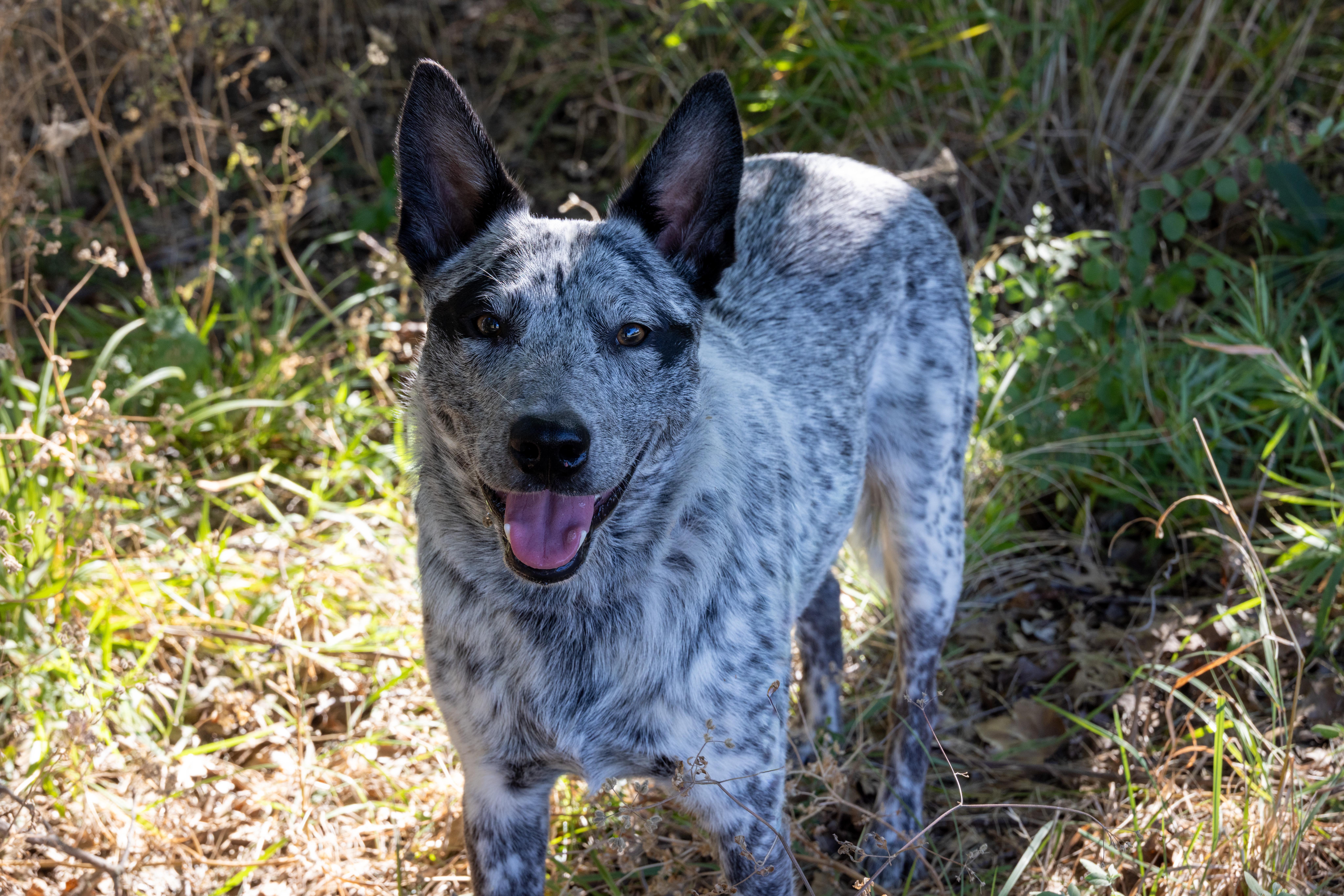 Mabel, a ADOPTABLE Australian Cattle Dog / Blue Heeler in Springtown , TX image 1/6