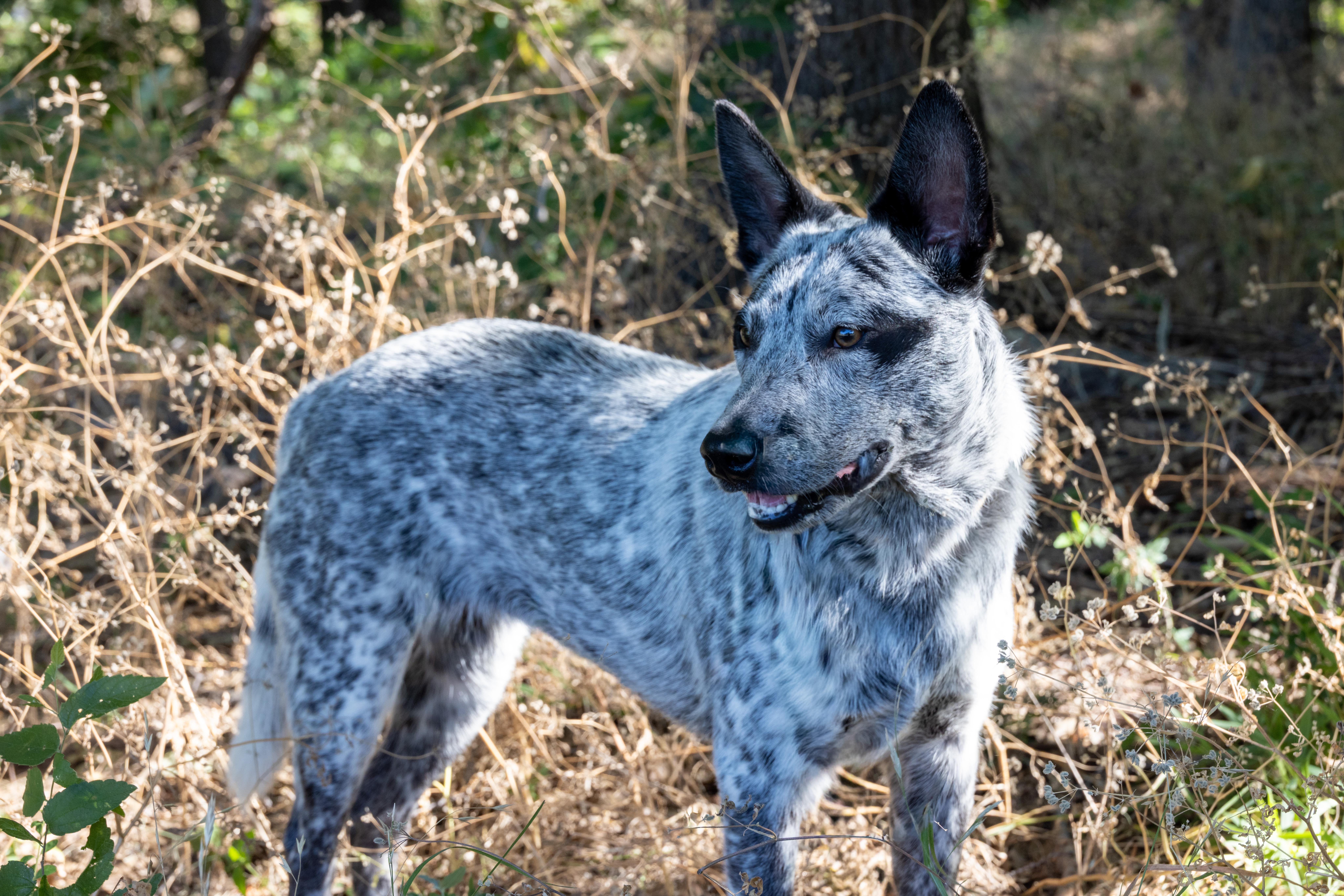Mabel, a ADOPTABLE Australian Cattle Dog / Blue Heeler in Springtown , TX image 5/6
