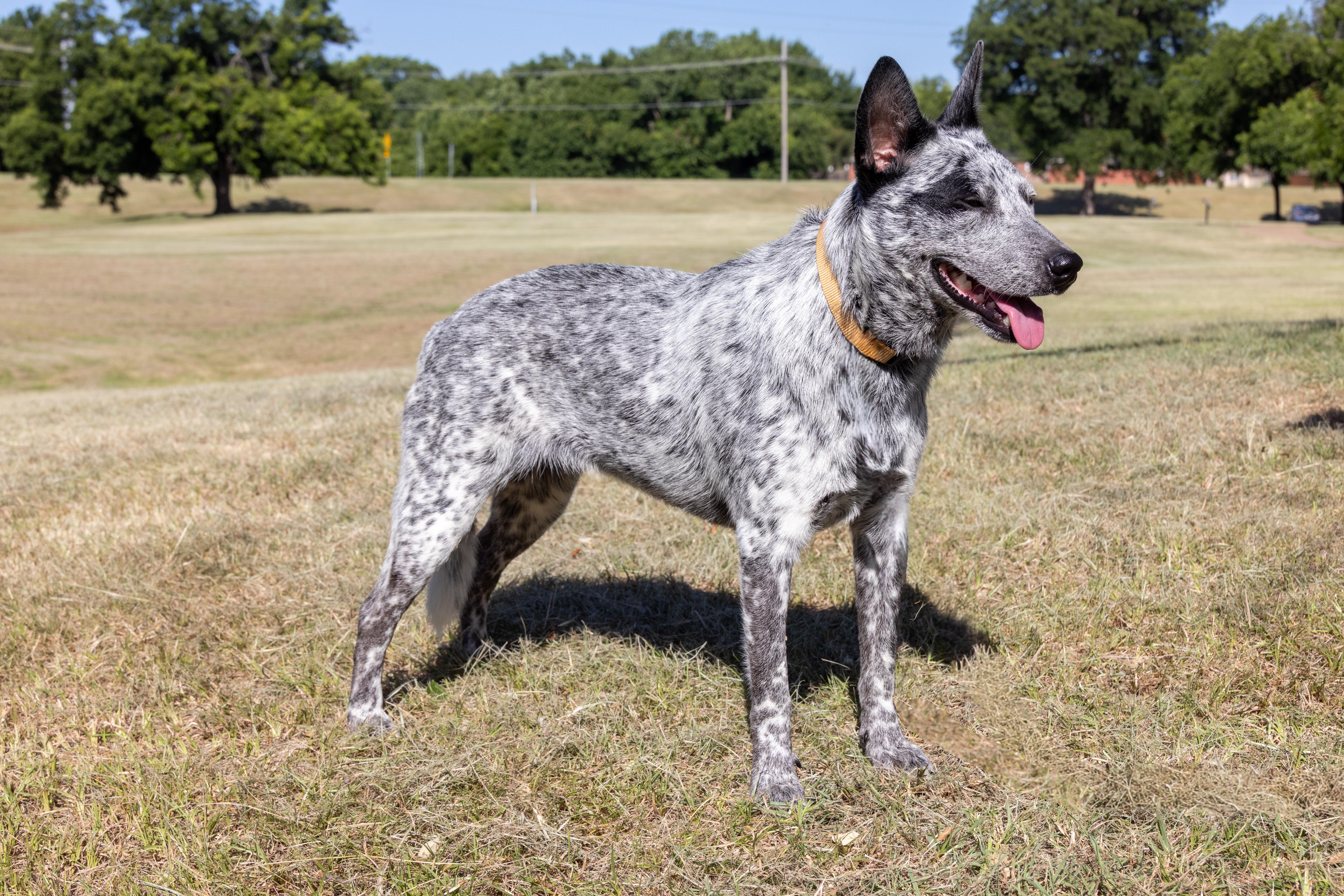 Mabel, a ADOPTABLE Australian Cattle Dog / Blue Heeler in Springtown , TX image 2/6