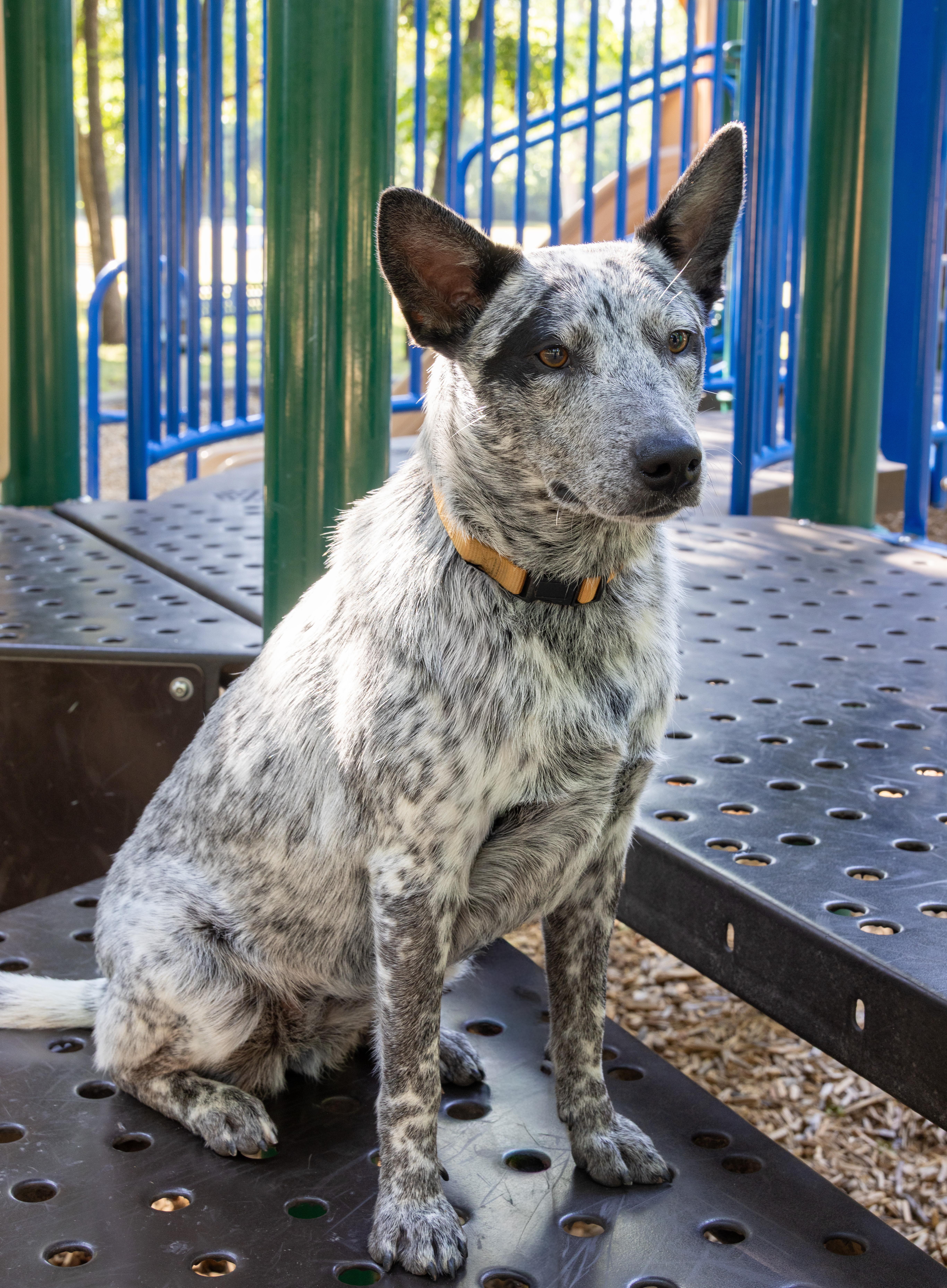 Mabel, a ADOPTABLE Australian Cattle Dog / Blue Heeler in Springtown , TX image 6/6