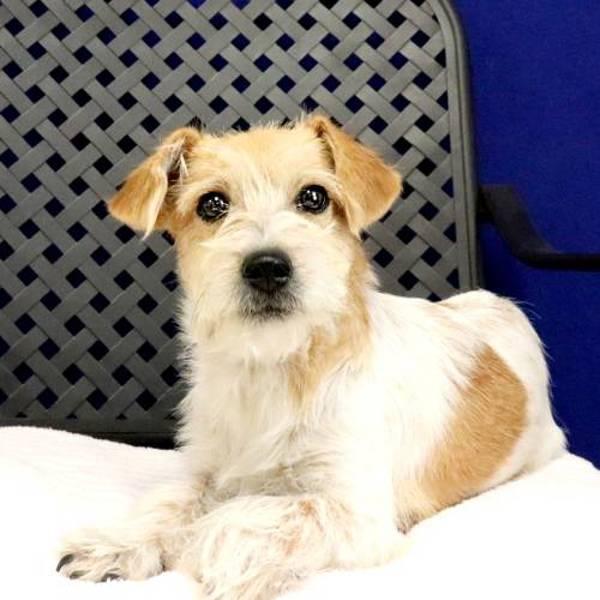 Rufenna, Adoptable, Young Female Terrier.