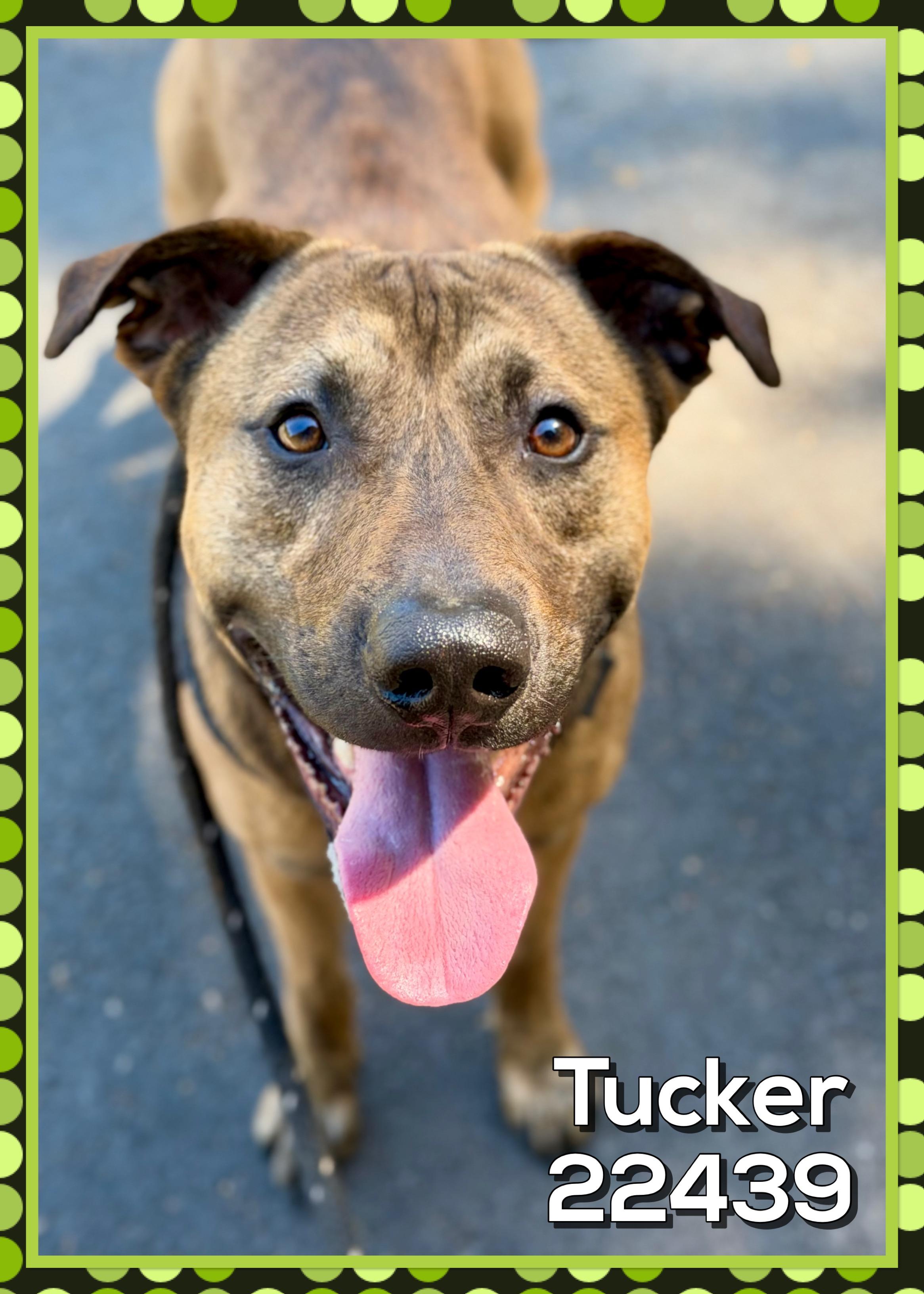 Enlarge TUCKER, a Adoptable mixed breed in Marietta, GA image 1/5
