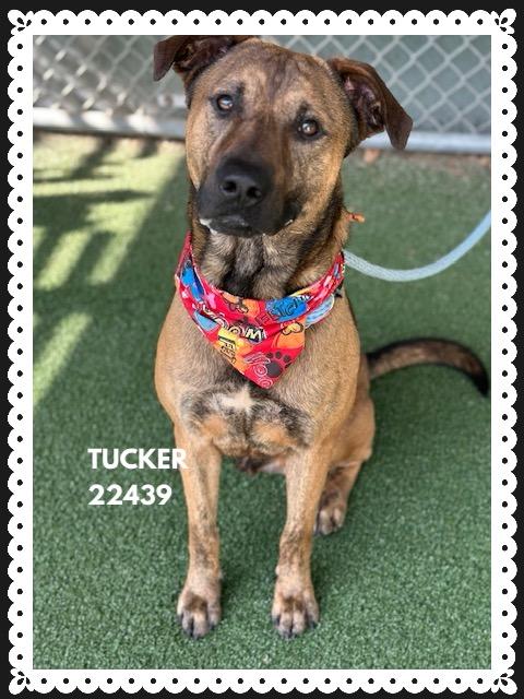 Enlarge TUCKER, a Adoptable mixed breed in Marietta, GA image 3/5