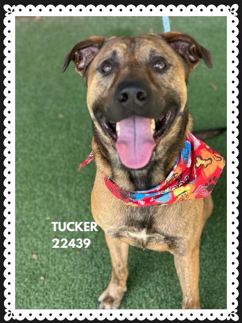 Enlarge TUCKER, a Adoptable mixed breed in Marietta, GA image 5/5