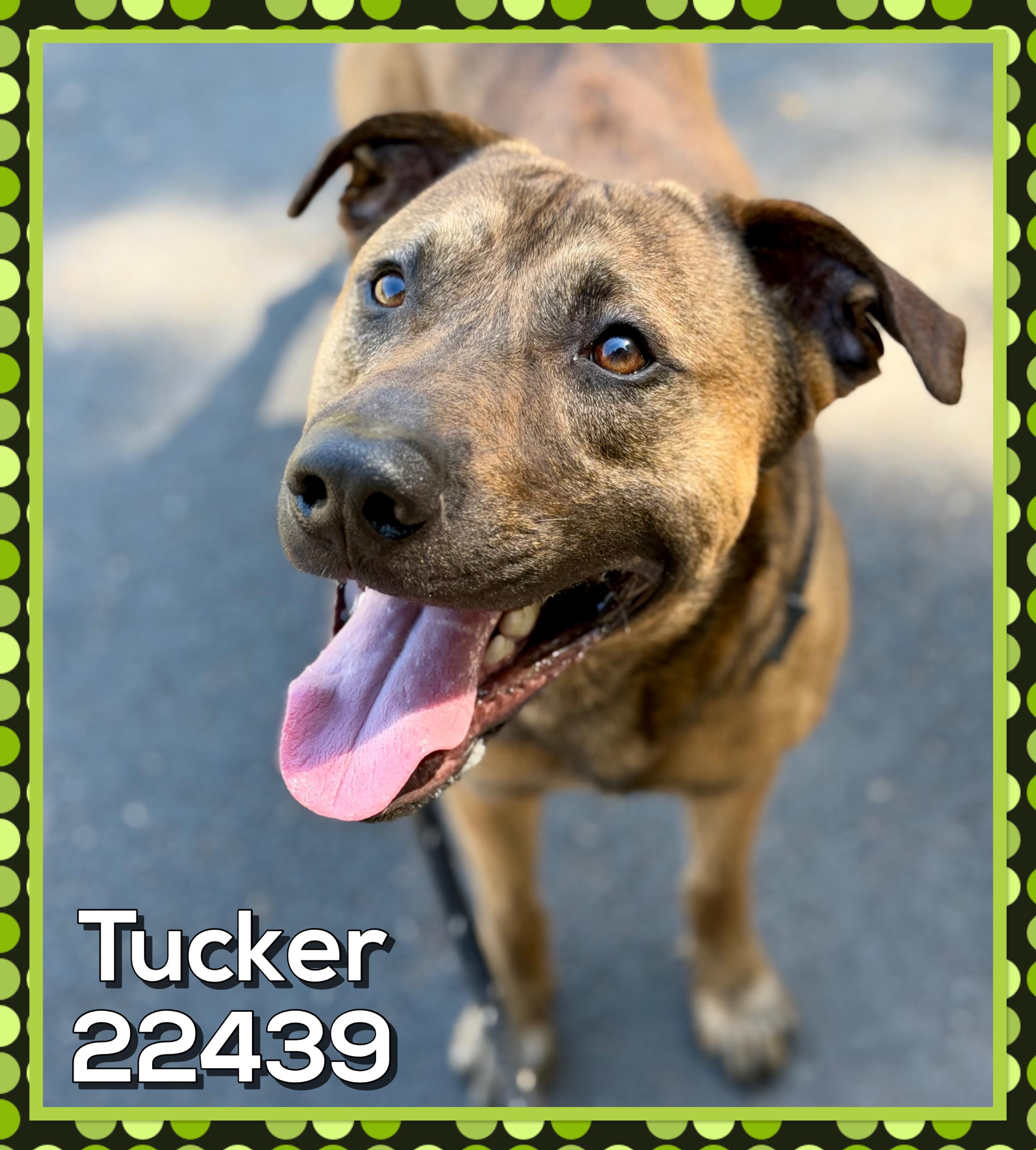 Enlarge TUCKER, a Adoptable mixed breed in Marietta, GA image 2/5