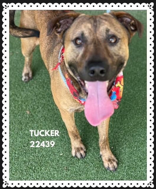 Enlarge TUCKER, a Adoptable mixed breed in Marietta, GA image 4/5