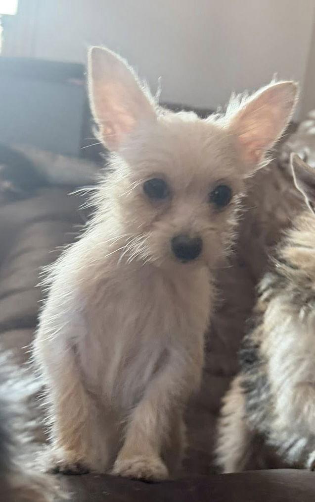 Baby Girl, Adopted, Puppy Female Chihuahua.