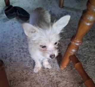 Baby Girl, a Adopted Chihuahua in Ashville, OH image 2/3