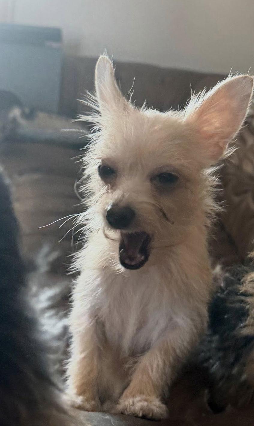 Baby Girl, a Adopted Chihuahua in Ashville, OH image 3/3