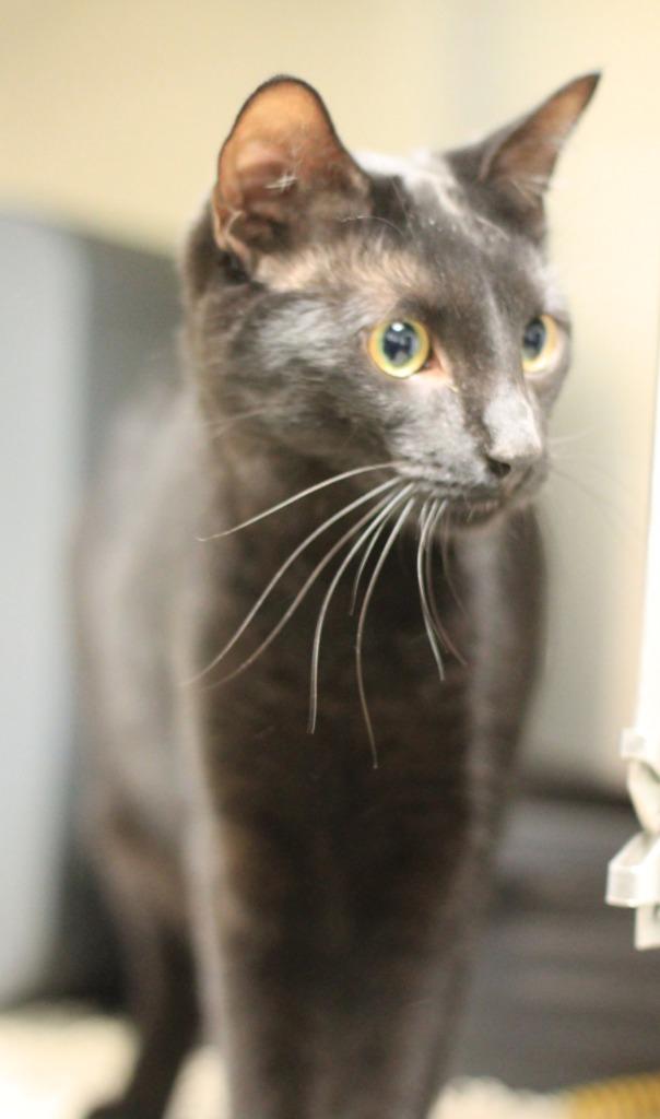 Toodles, Adoptable, Kitten Male Domestic Medium Hair.