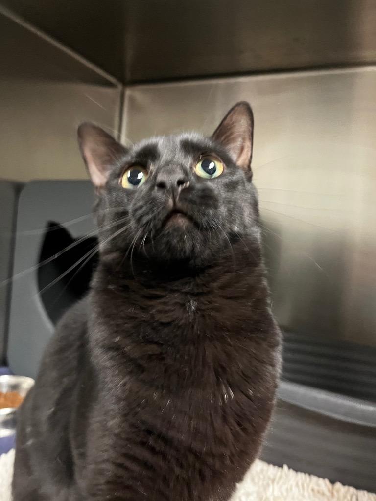 Enlarge Toodles, a Adoptable Domestic Medium Hair in Utica, MI image 2/4