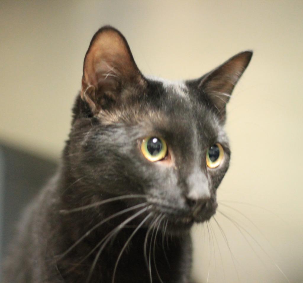 Enlarge Toodles, a Adoptable Domestic Medium Hair in Utica, MI image 3/4