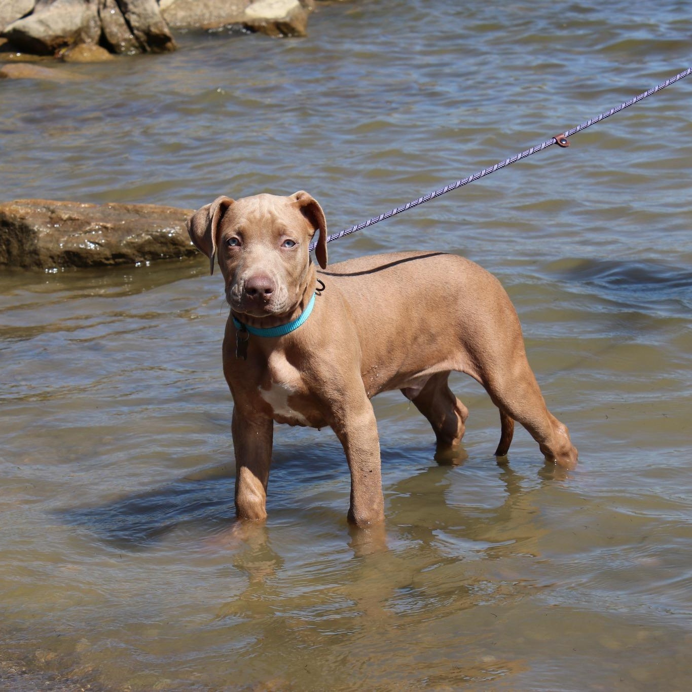 Carl, a Adopted mixed breed in Cleveland, OH image 5/6