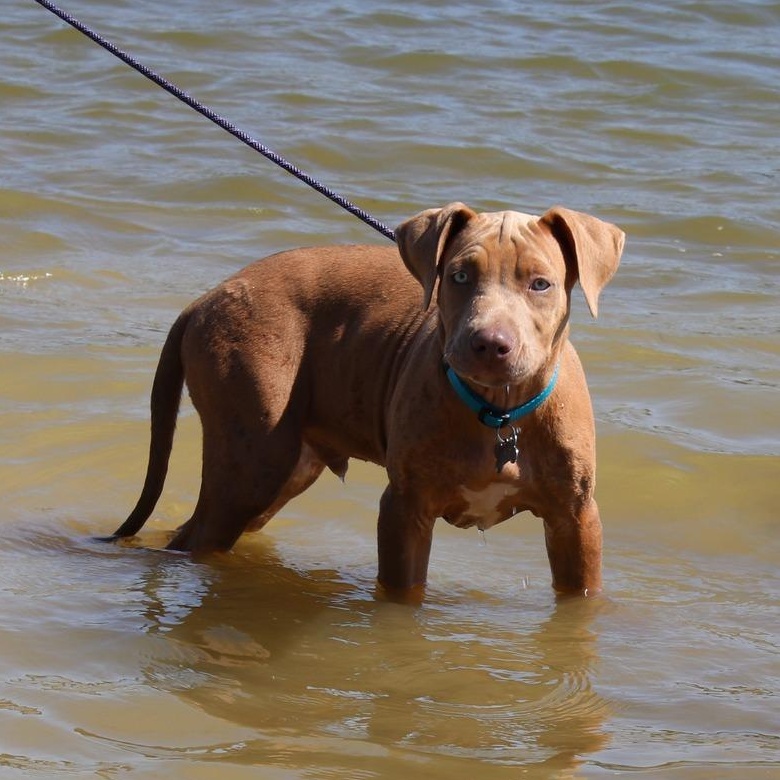Carl, a Adopted mixed breed in Cleveland, OH image 6/6