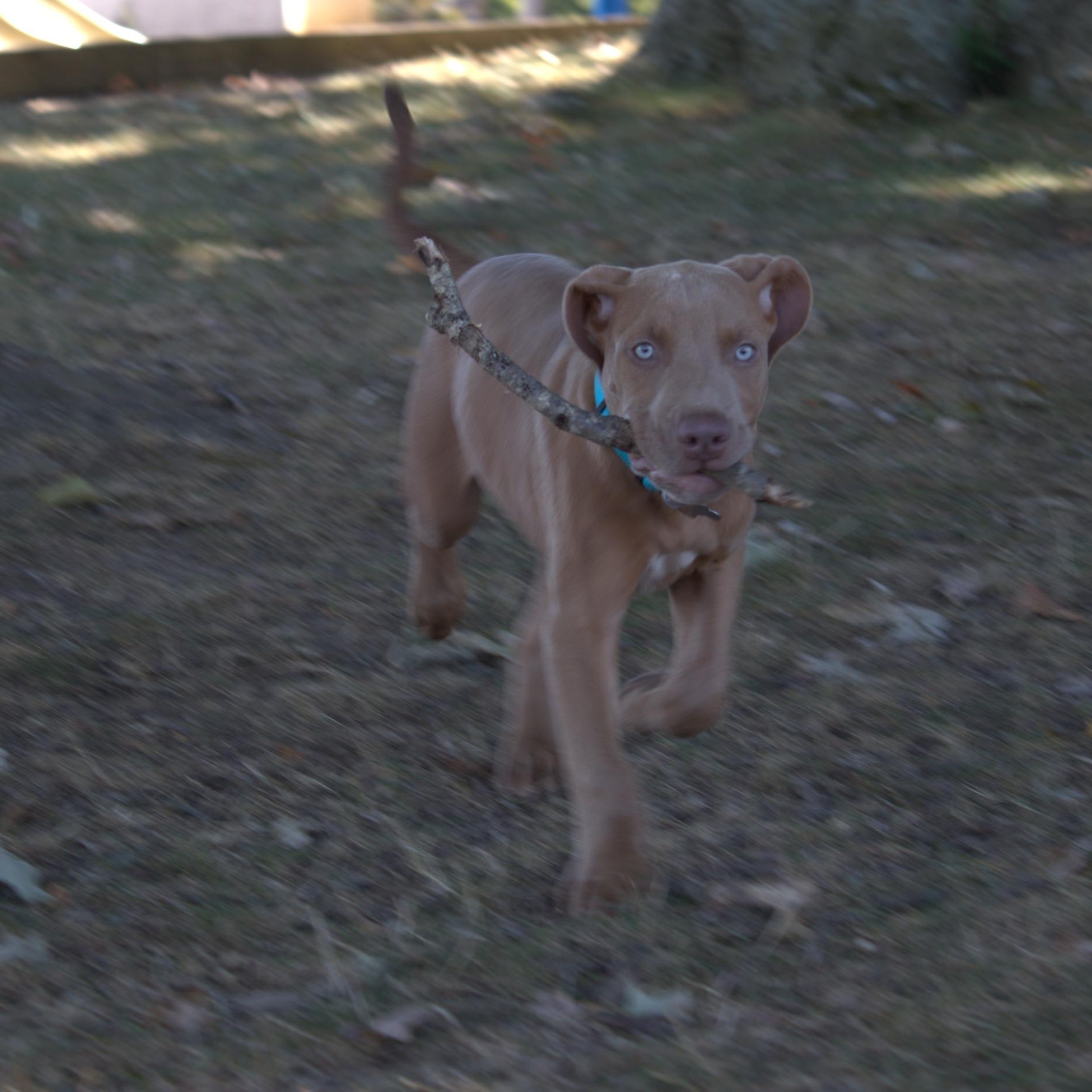 Carl, a Adopted mixed breed in Cleveland, OH image 3/6