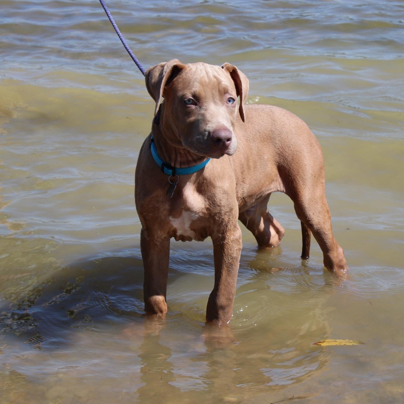 Carl, a Adopted mixed breed in Cleveland, OH image 4/6