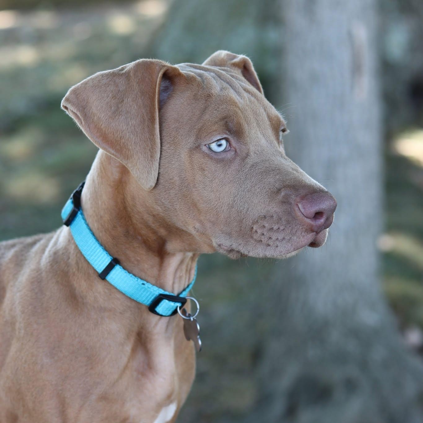 Carl, Adopted, Puppy Male Doberman Pinscher & Bulldog.