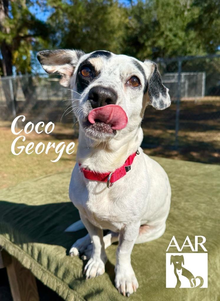 Enlarge Coco George, a Adoptable mixed breed in Magnolia, TX image 1/5