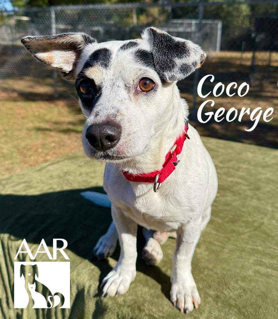 Enlarge Coco George, a Adoptable mixed breed in Magnolia, TX image 2/5