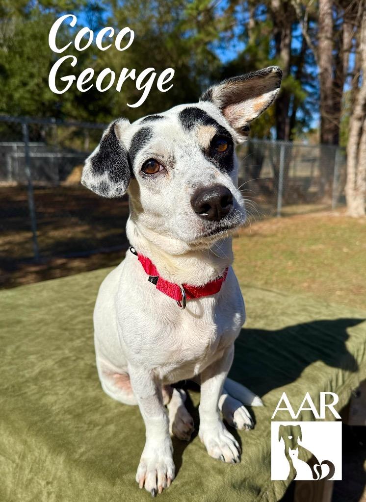 Enlarge Coco George, a Adoptable mixed breed in Magnolia, TX image 4/5
