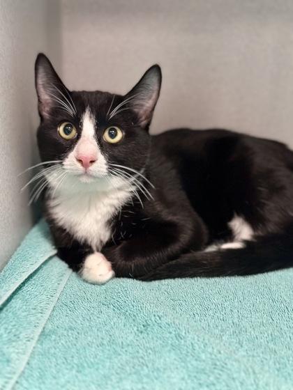*Moe, ADOPTABLE, Kitten Male Tuxedo & Domestic Short Hair.